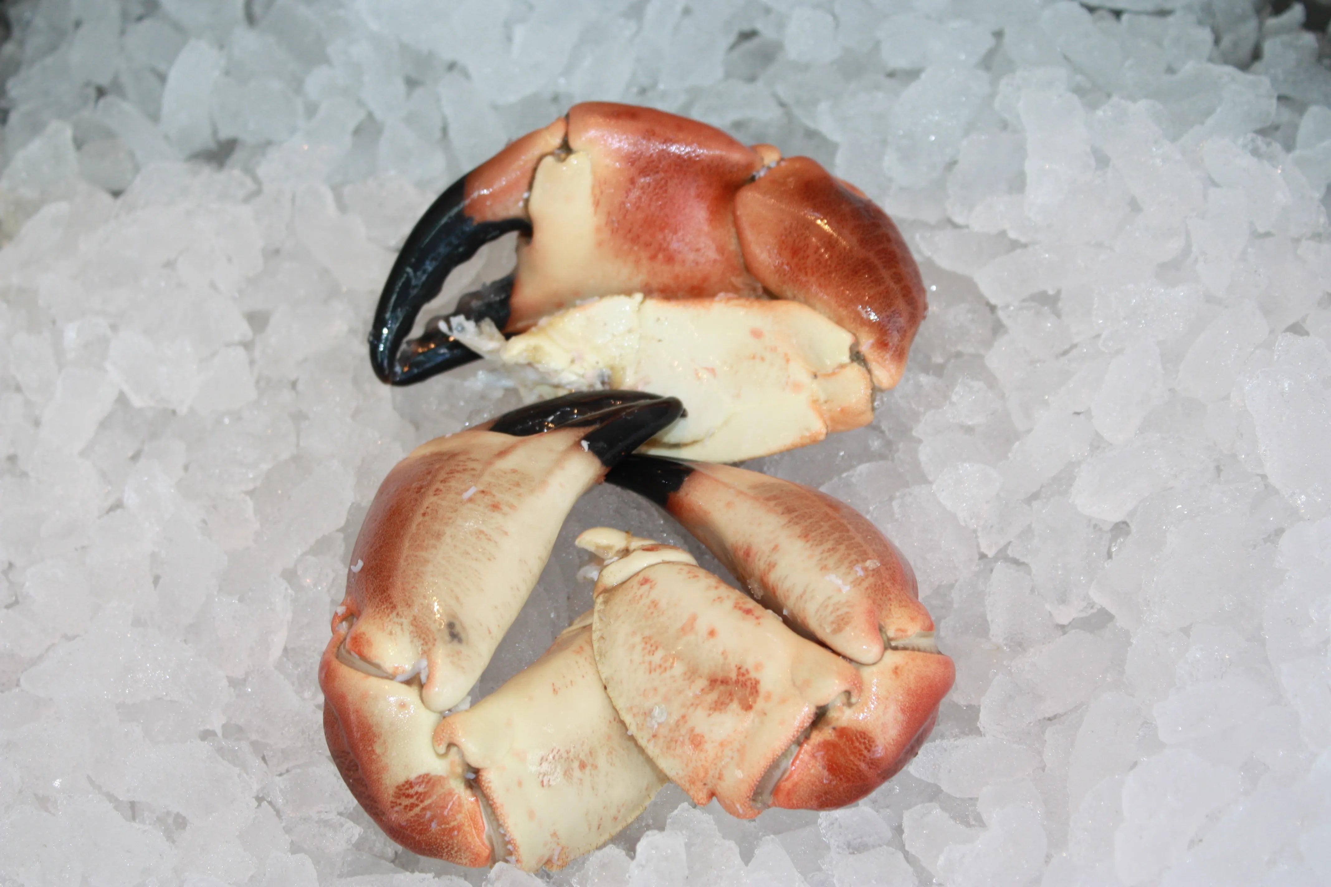 Krabbeklør store 500g