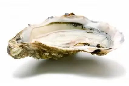 Østers