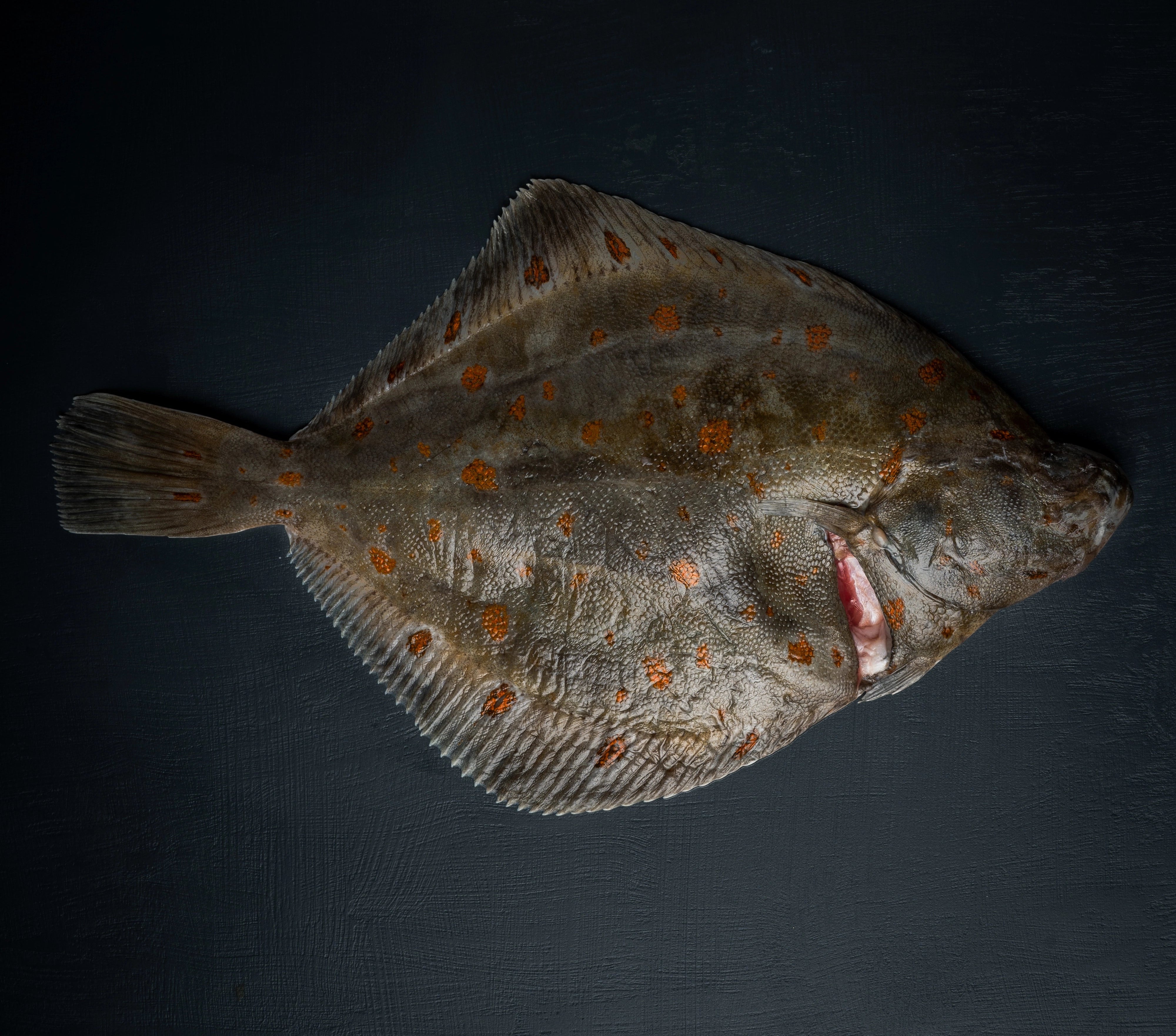 Fersk hel rødspette fra Havøyet. Levert hjem til alle i Bergen.