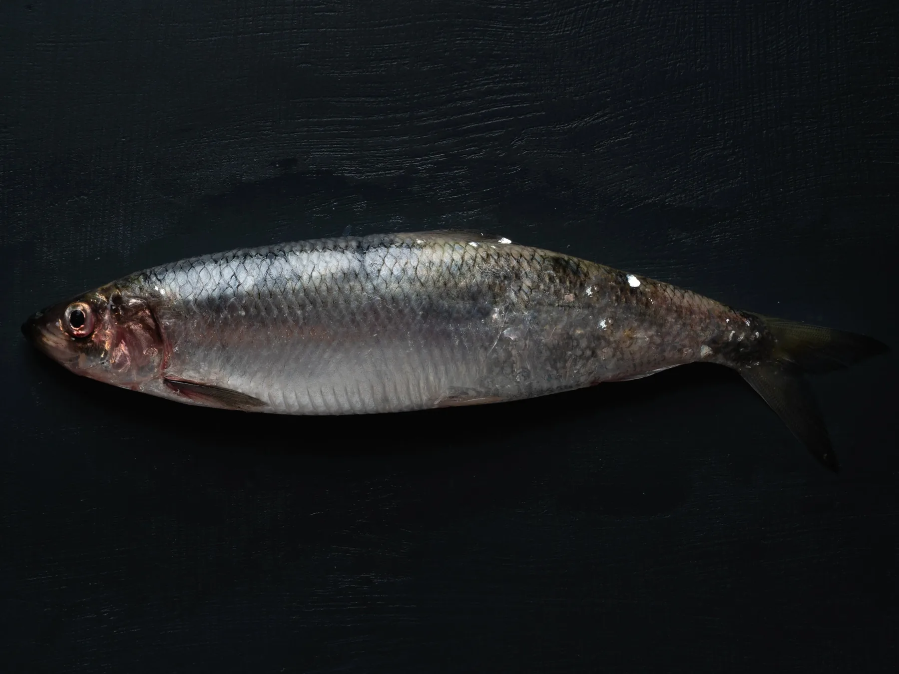 Fersk sild med blank sølvskinn og mørk rygg, slik den ligger i fiskedisken hos Nesttun Fisk og Vilt om høsten