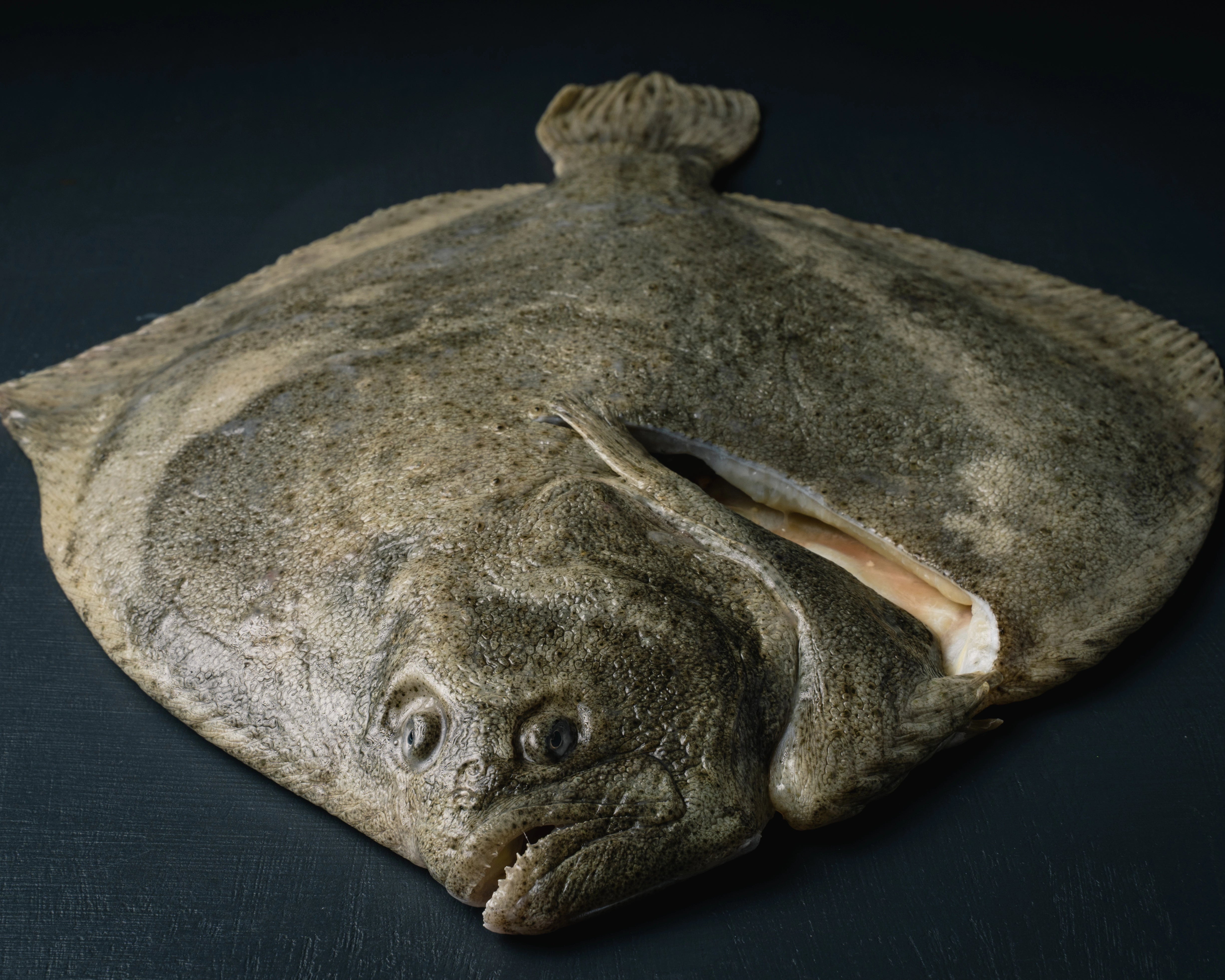 Fersk piggvar som er hel, fra Havøyet. Fersk piggvar leveres hjem på døren til alle i Bergen og omegn, 