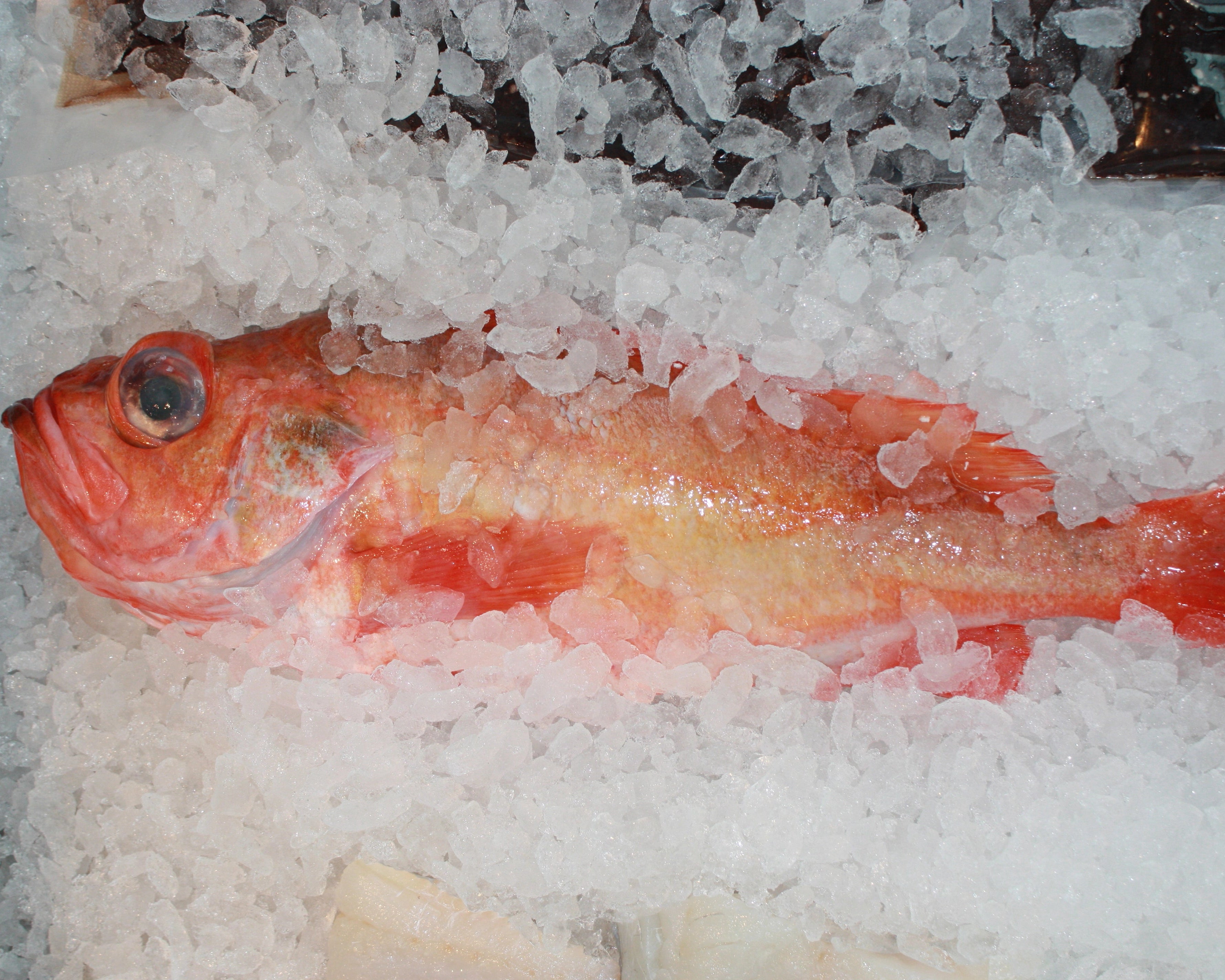 Fersk hel uer fra Havøyet. Leveres fersk hjem til alle i Bergen og omegn. 